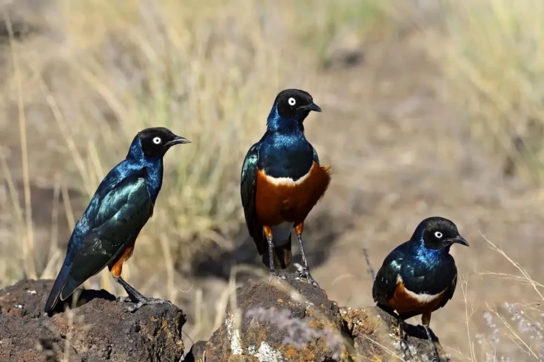 پرندگان هم دوست پیدا می‌کنند