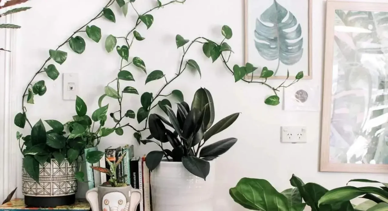 بهترین گیاهان آپارتمانی از نظر فنگ شویی