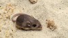کوچک ترین گونه موش در خطر انقراض