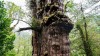 اسراری که پیرترین درخت جهان می‌تواند فاش کند